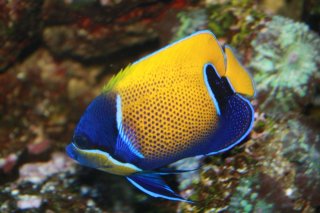 navarchus