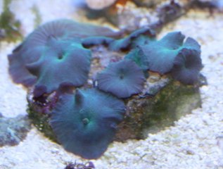 discosoma-blue.jpg